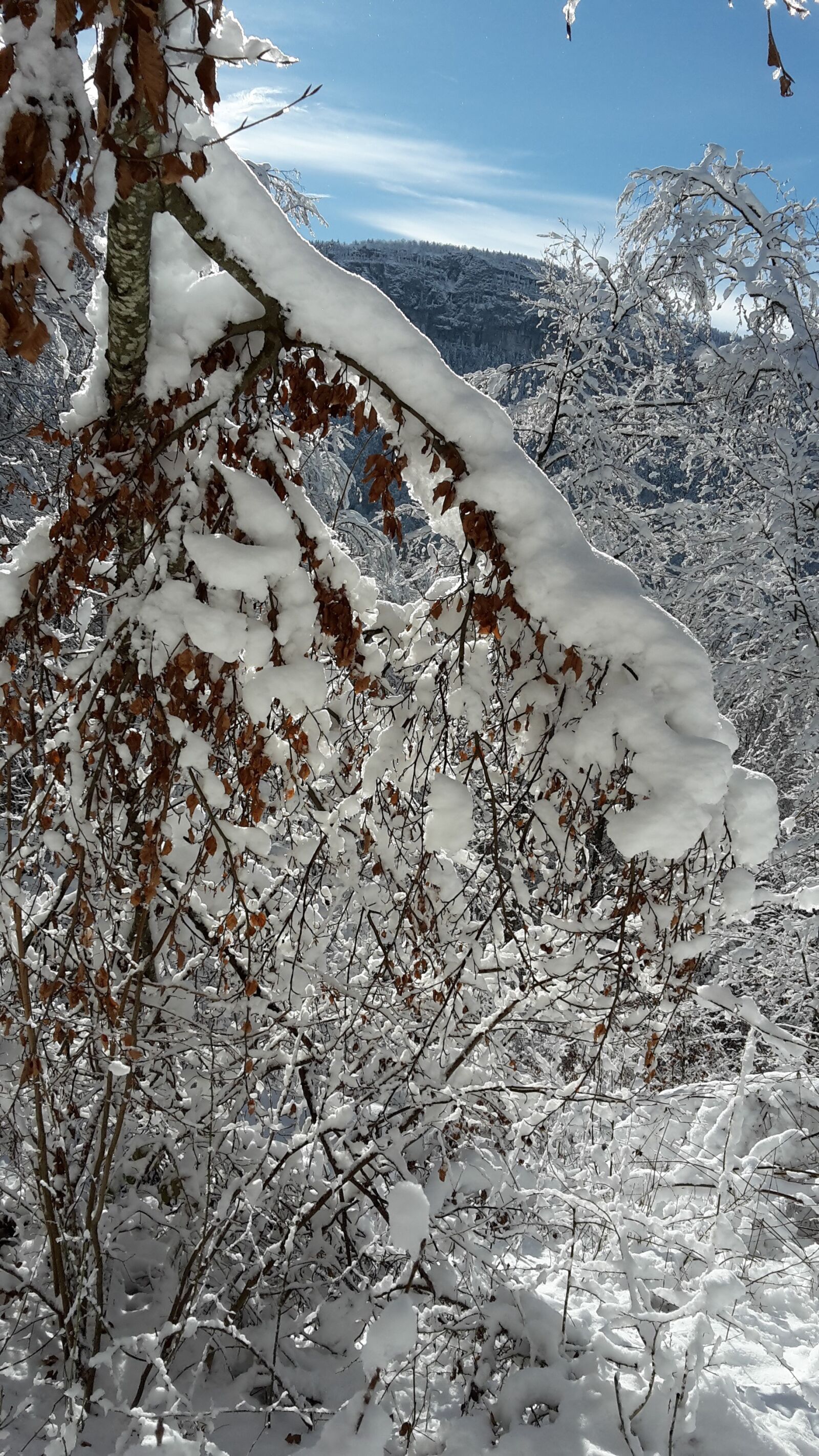 Samsung SM-G800F sample photo. Snow, winter, nature photography