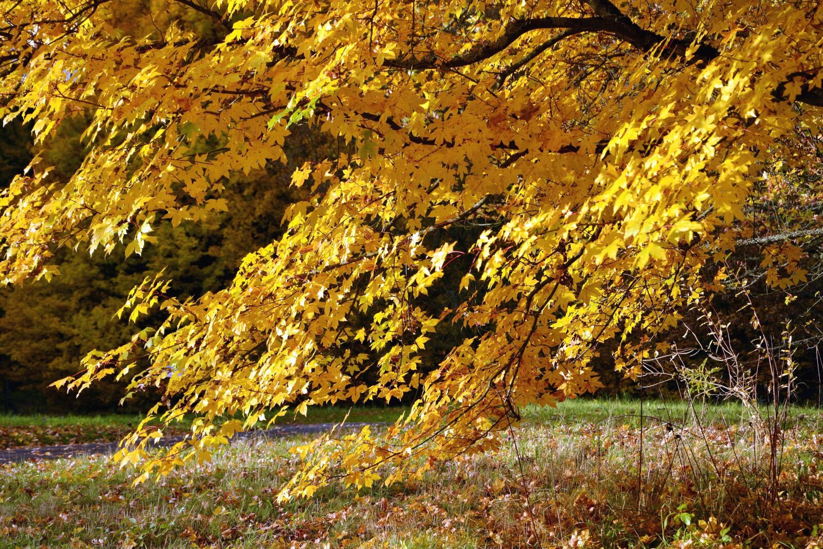 Nikon D5200 sample photo. Autumn, tree, leaf, branch photography