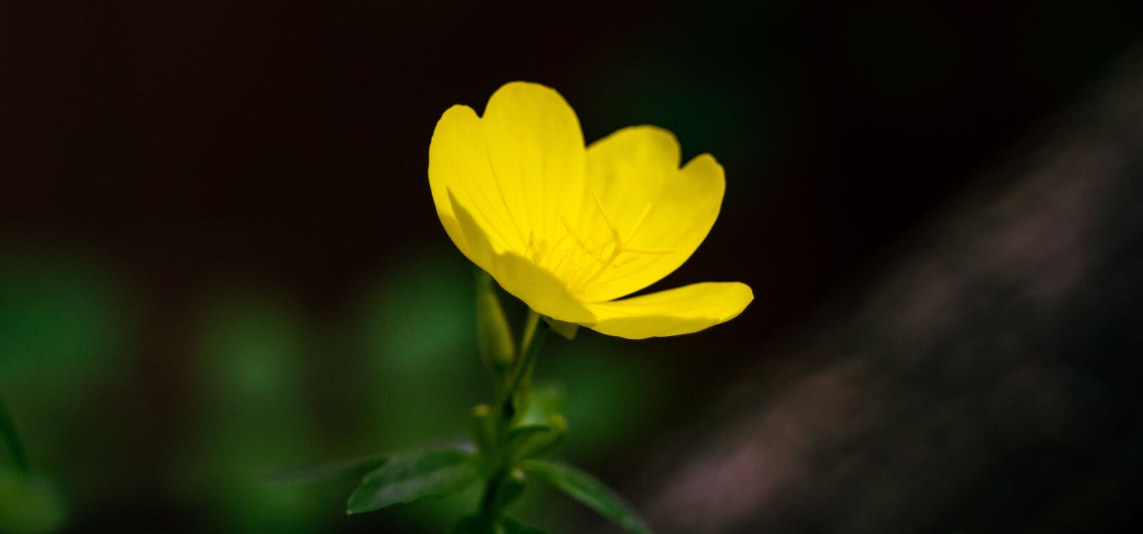 Sony a6300 + Tamron 28-75mm F2.8 Di III RXD sample photo. Flower, yellow, nature photography