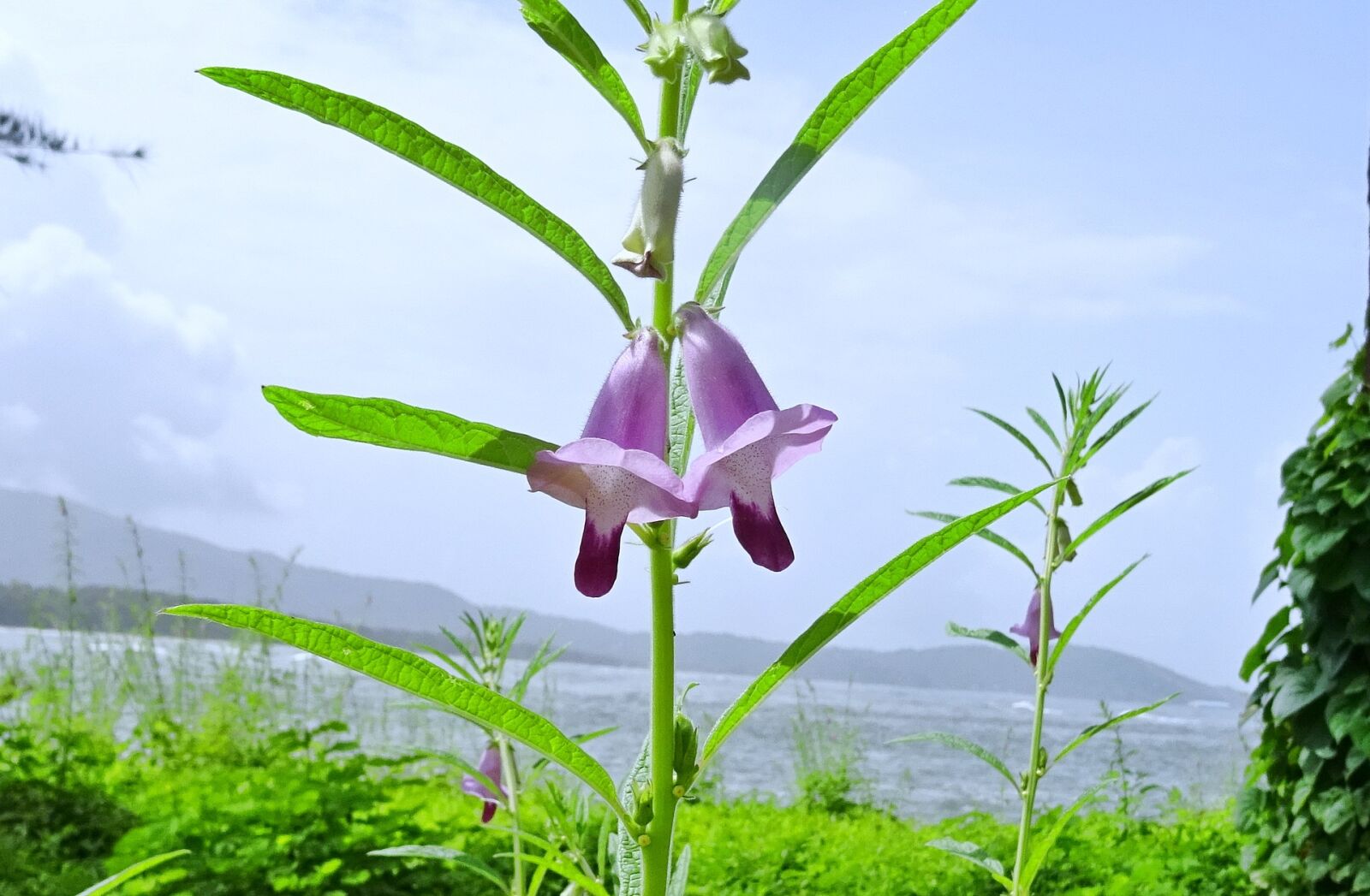 Sony DSC-HX60V sample photo. Flower, purple, sesame photography