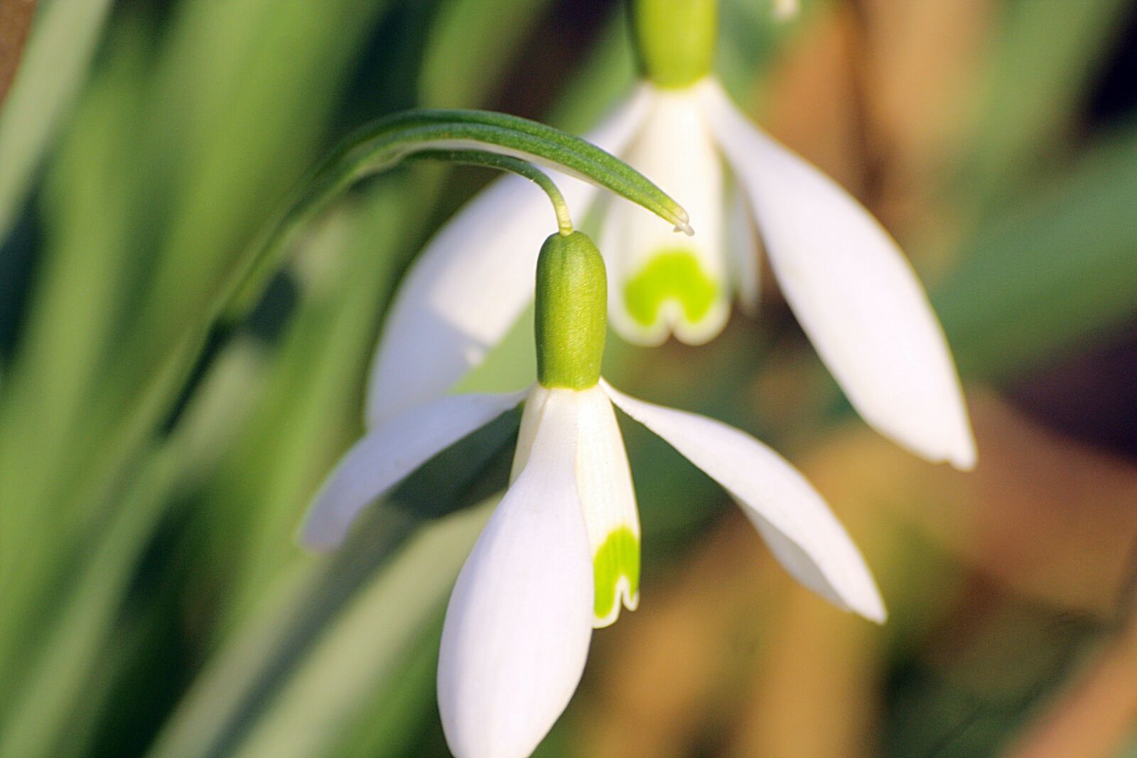 Canon EOS 1000D (EOS Digital Rebel XS / EOS Kiss F) sample photo. Snowdrop, flowers, close up photography