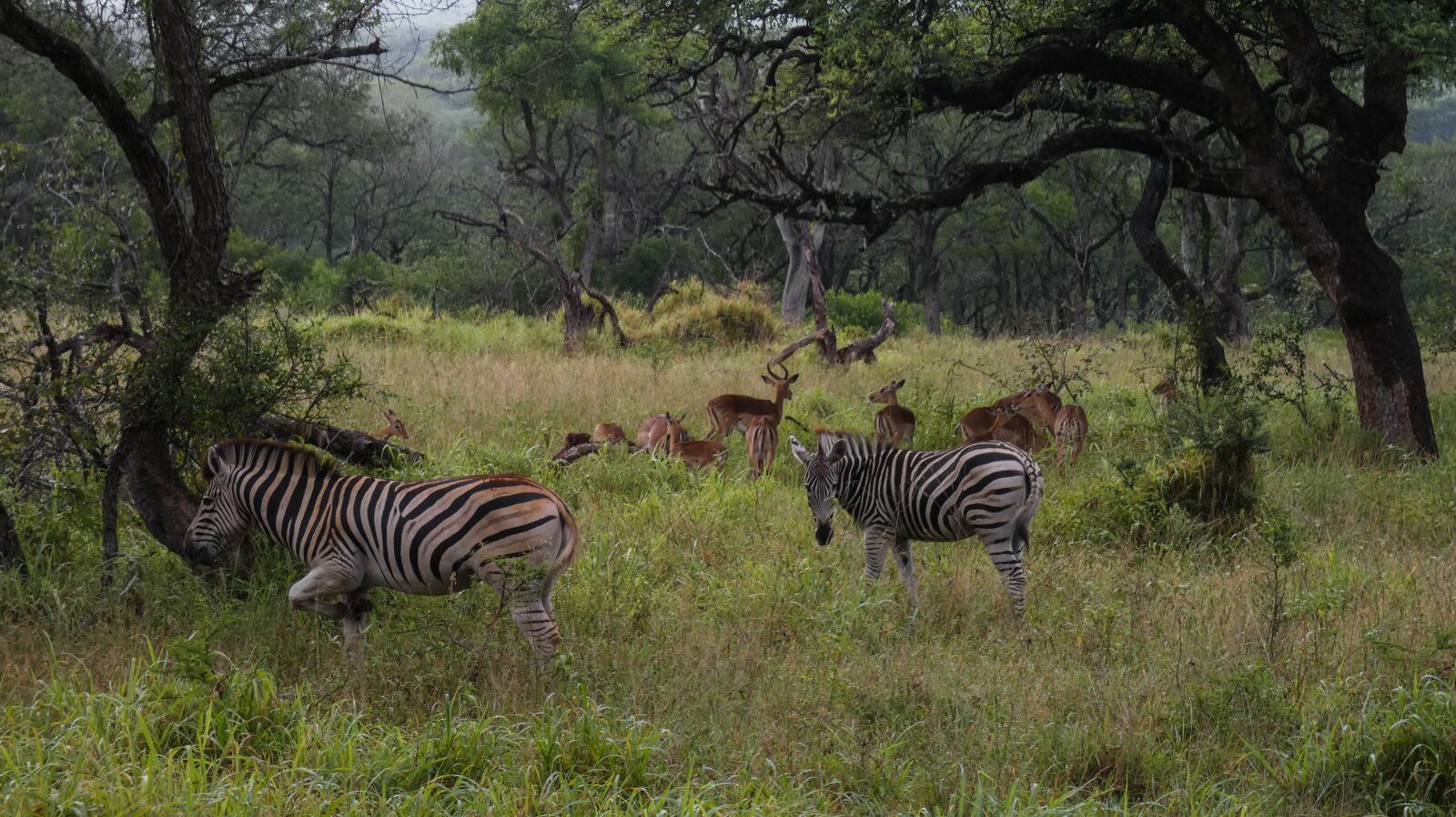 Panasonic DC-FZ81 sample photo. Zebra, impala, africa photography