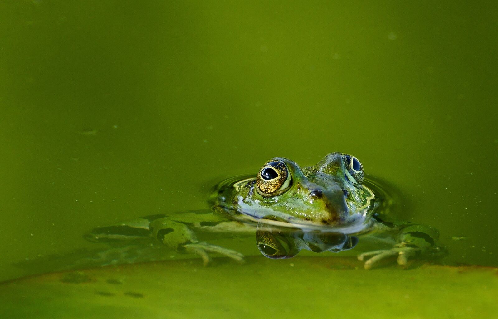 Sony SLT-A77 sample photo. Frog, frog pond, water photography