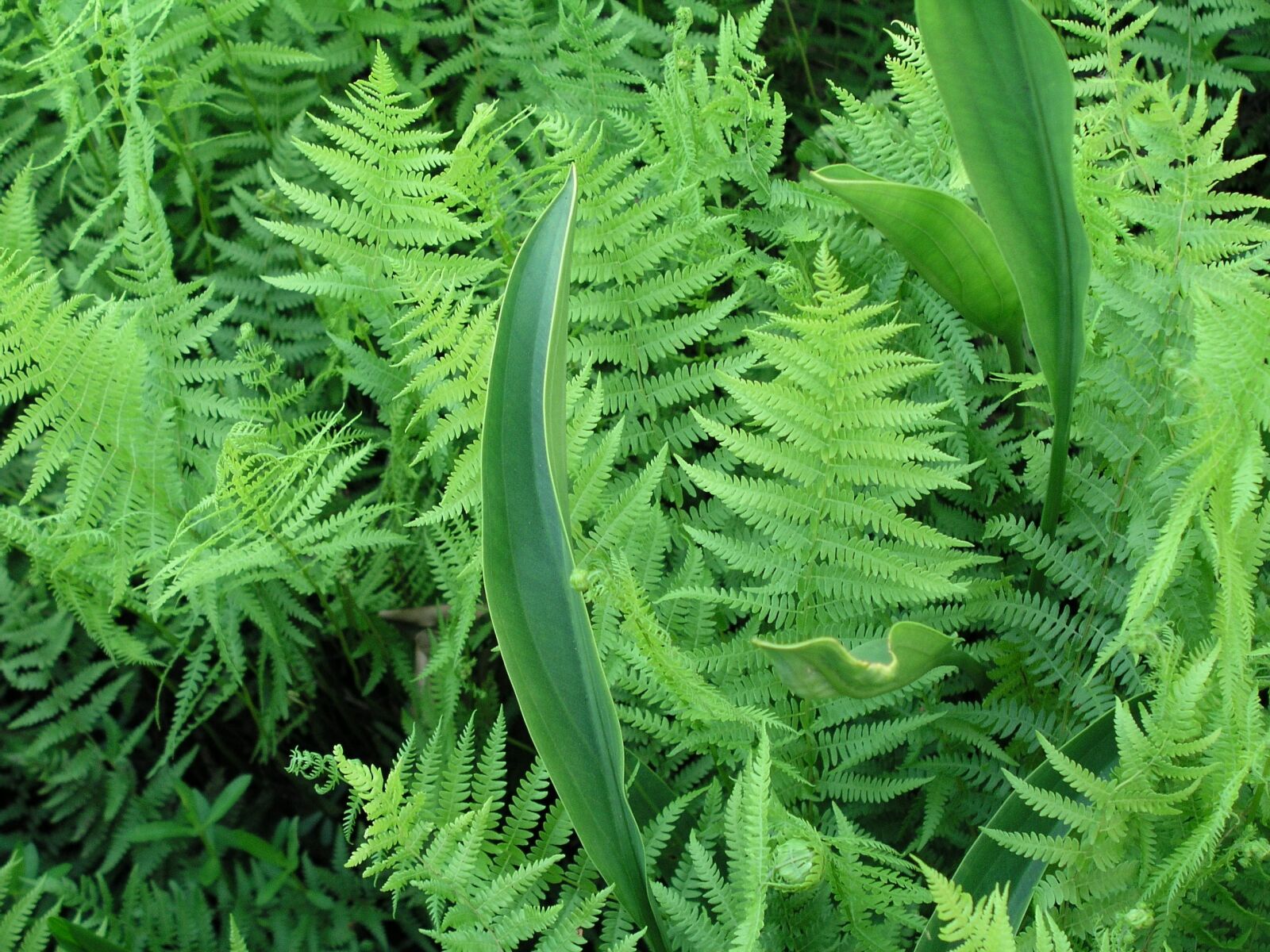 Olympus C5050Z sample photo. Leaf, fern, flora photography