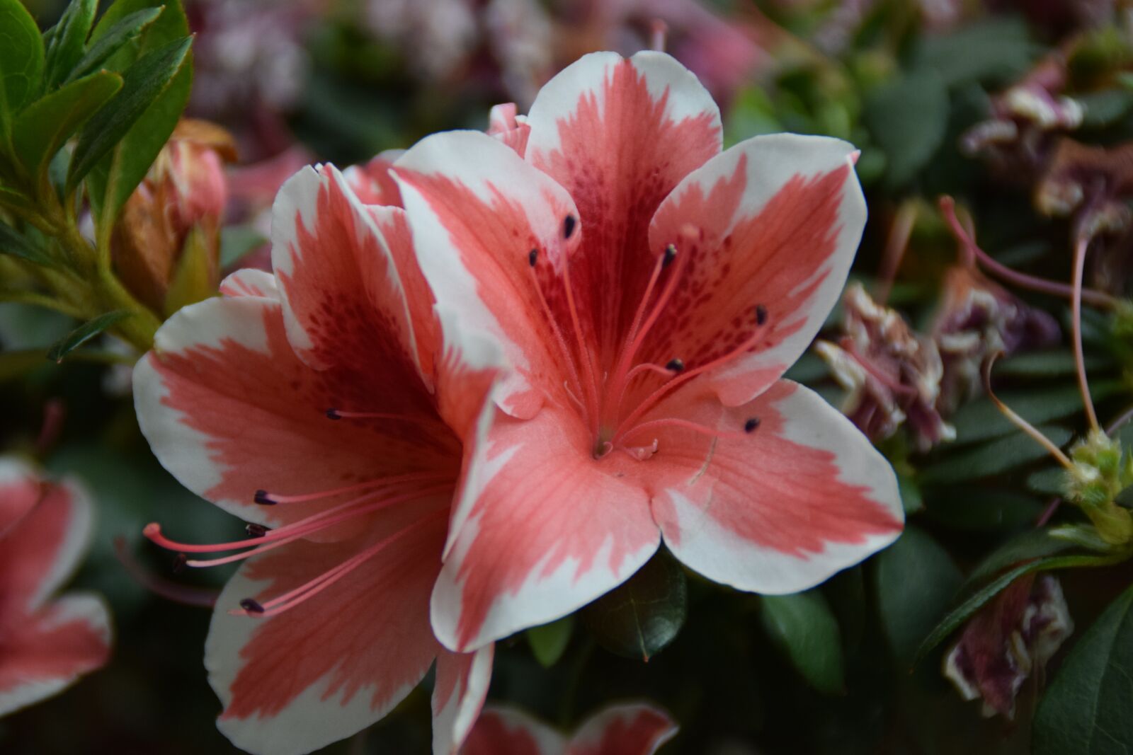 Nikon D5300 sample photo. Lilies, blossom, bloom photography