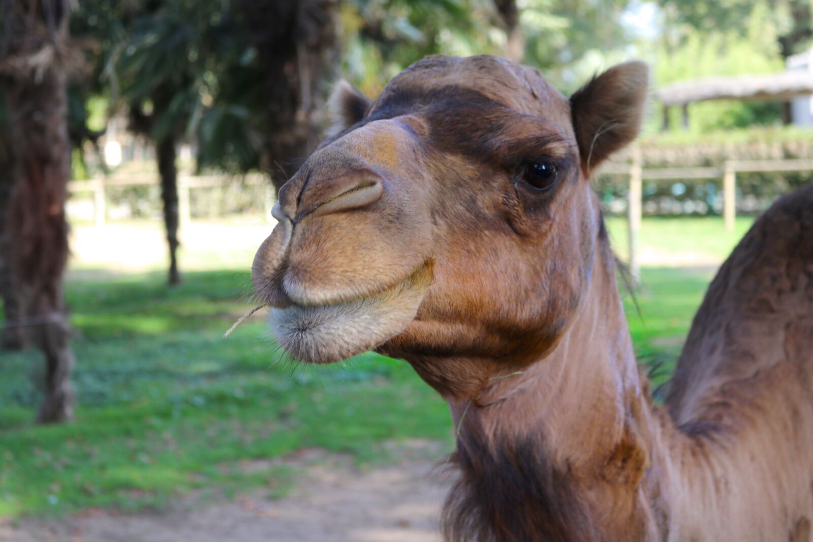 Canon EOS 80D sample photo. Camel, green, brown photography