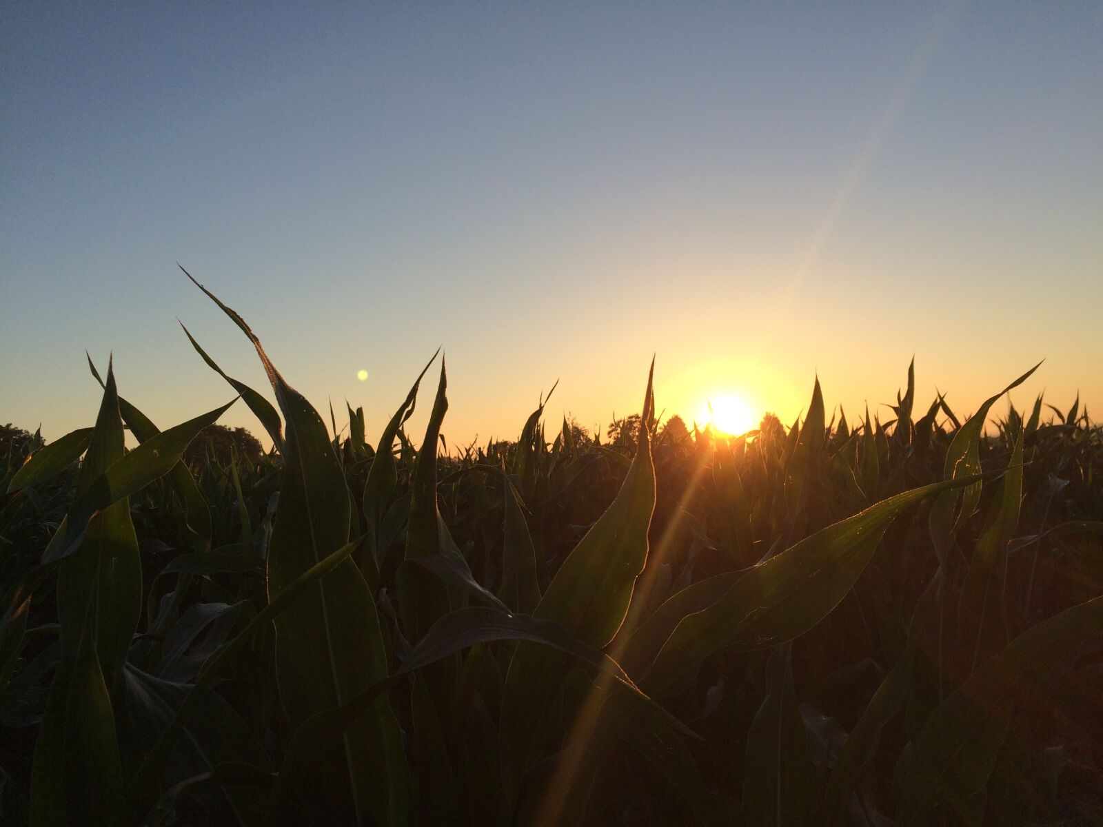 iPhone 5s back camera 4.15mm f/2.2 sample photo. Sun, sunset, field photography
