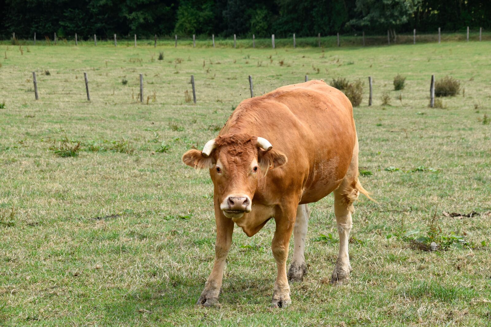 Nikon D5600 sample photo. Cow, cow horn cut photography