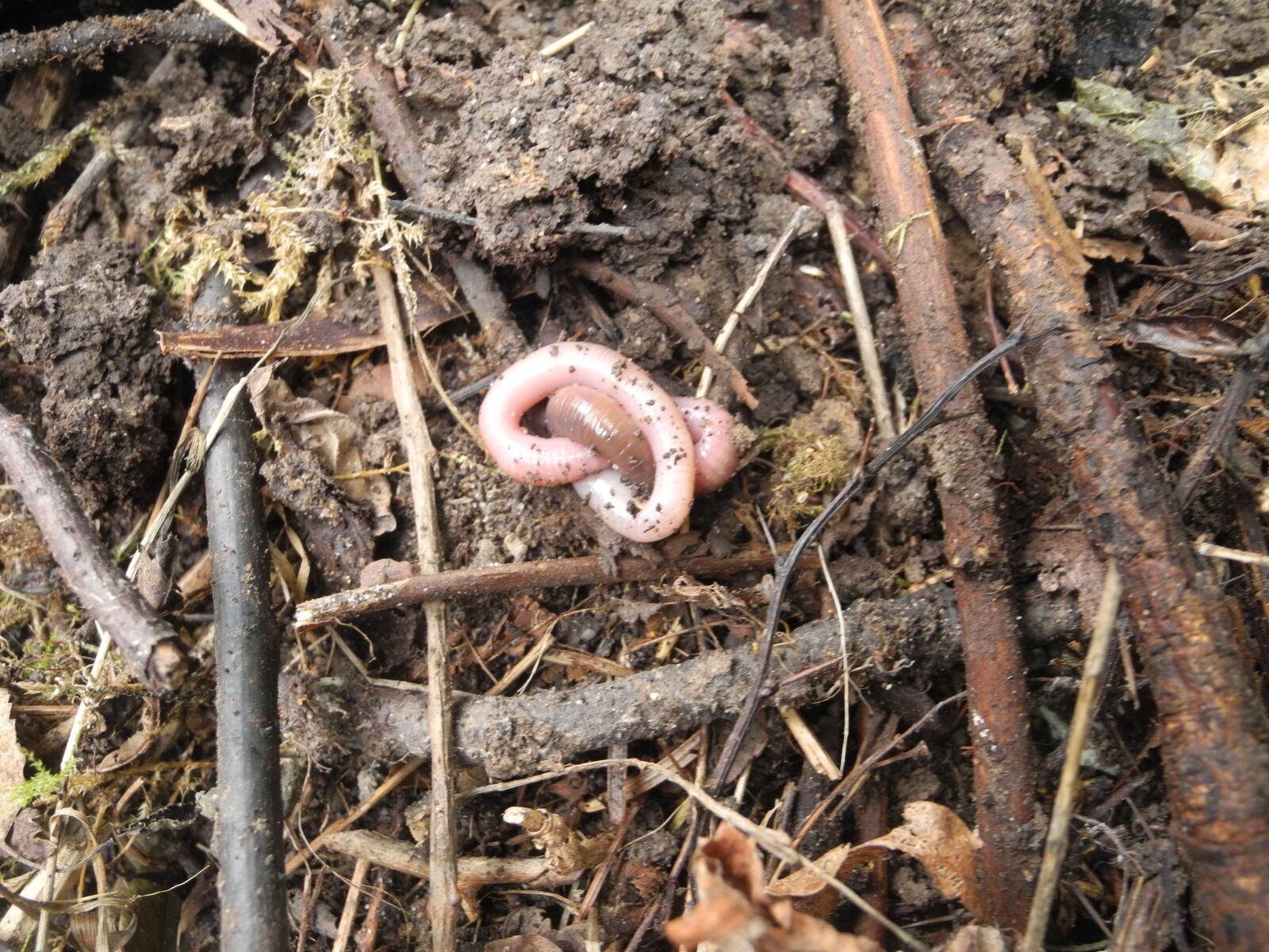 Nikon Coolpix P7100 sample photo. Earthworm, compost, earth photography