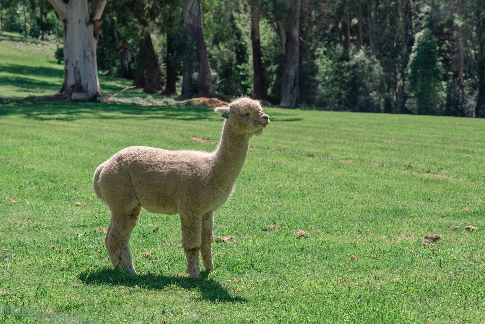 Nikon D750 sample photo. Alpaca, camelid, mammal photography