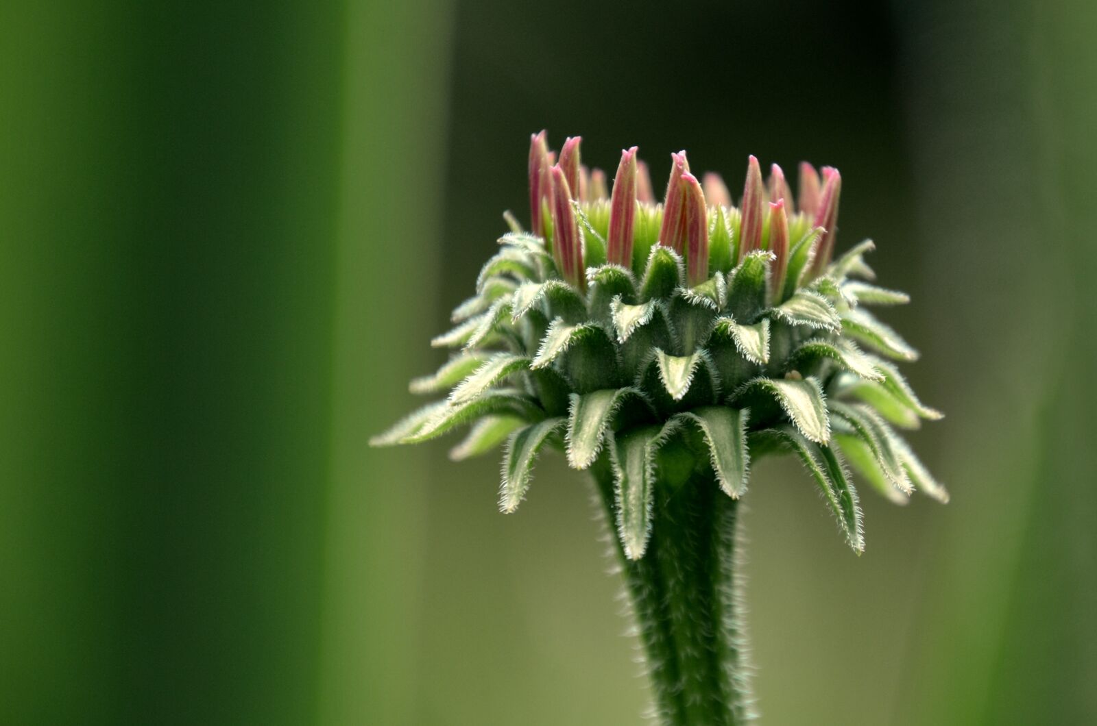 Nikon D7000 sample photo. Flower, purple kasvir g photography