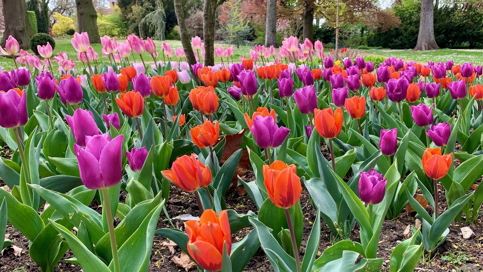 Apple iPhone XR sample photo. Spring, tulips, flowers photography