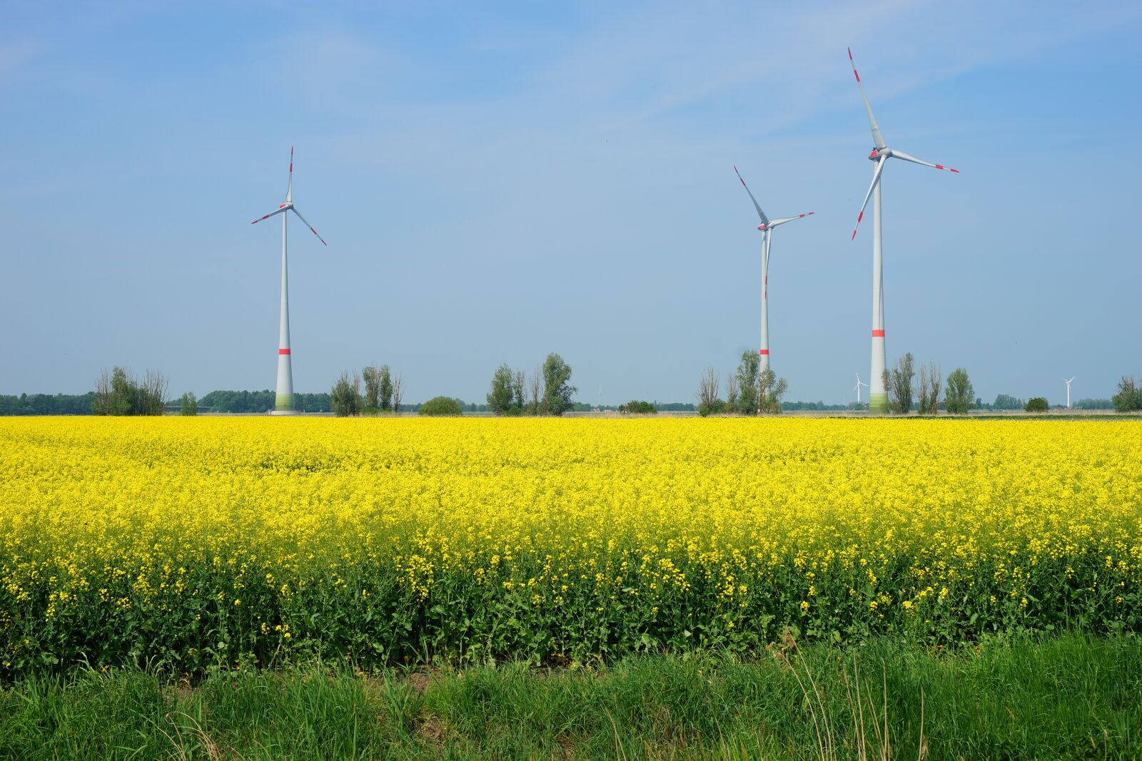 Sony a99 II + Minolta AF 50mm F1.4 [New] sample photo. Oilseed rape, field of photography