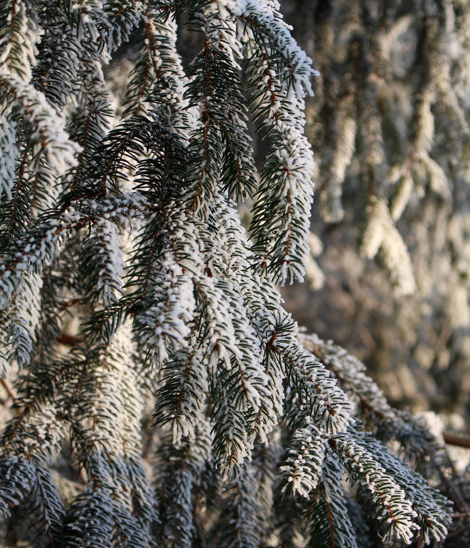 Canon EOS 100D (EOS Rebel SL1 / EOS Kiss X7) sample photo. Frost, fir tree, forest photography