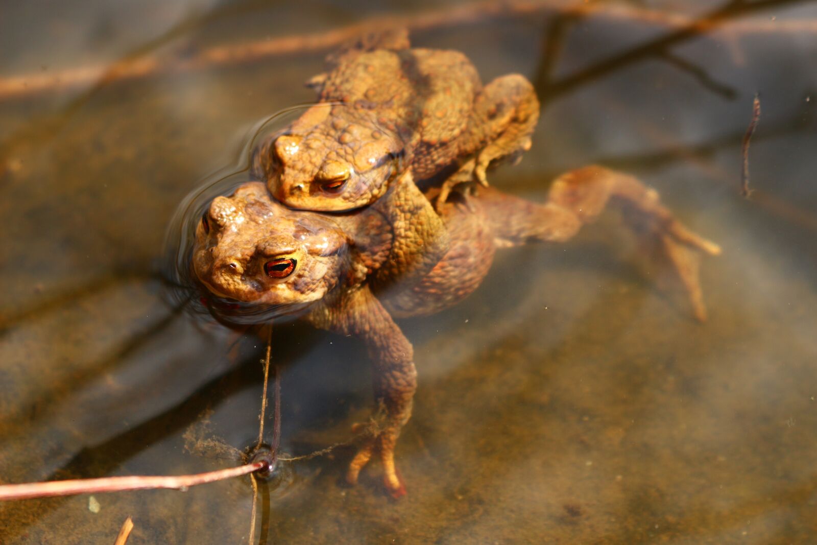 Canon EOS 100D (EOS Rebel SL1 / EOS Kiss X7) sample photo. Frogs, lake, pond photography