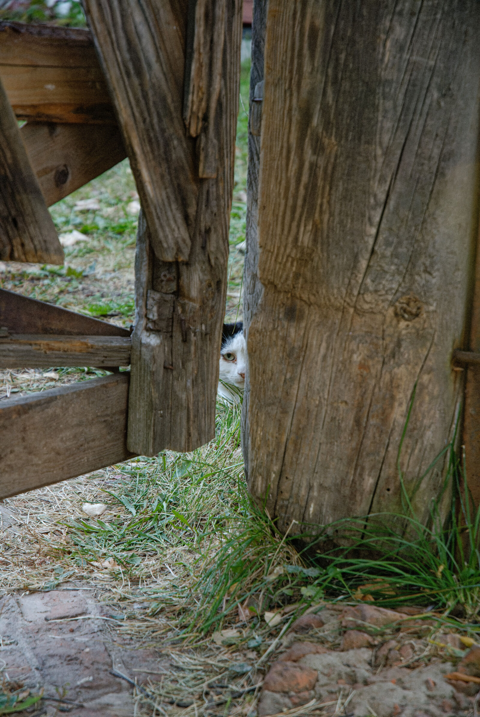 Nikon D200 sample photo