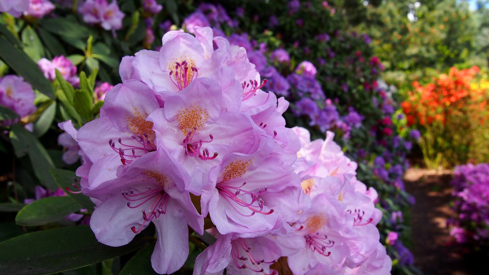 Olympus PEN E-PL6 sample photo. Azalea, flower, rhododendron photography