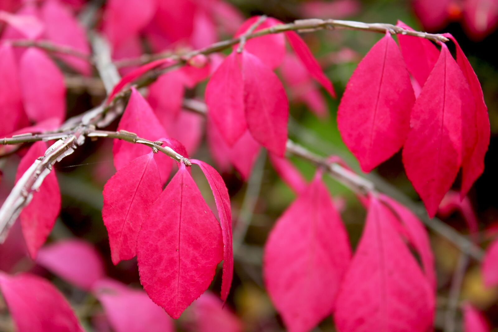 Canon EOS 550D (EOS Rebel T2i / EOS Kiss X4) sample photo. Autumn, leaf, garden photography