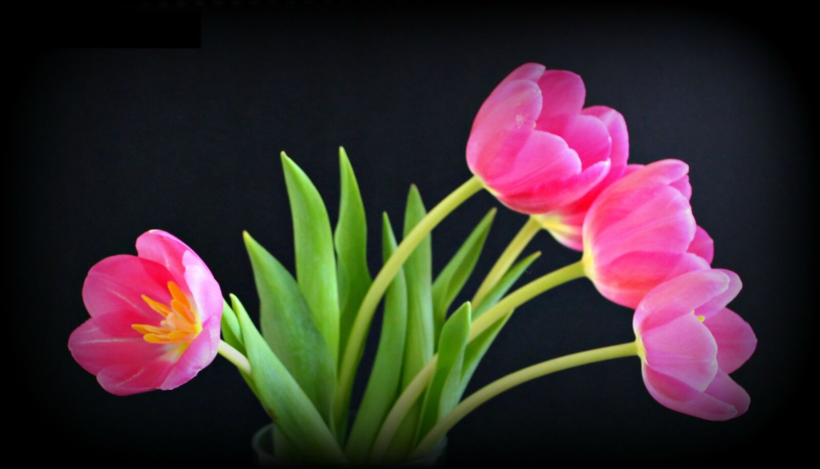 Canon EOS 1100D (EOS Rebel T3 / EOS Kiss X50) sample photo. Tulips, pink, flower photography