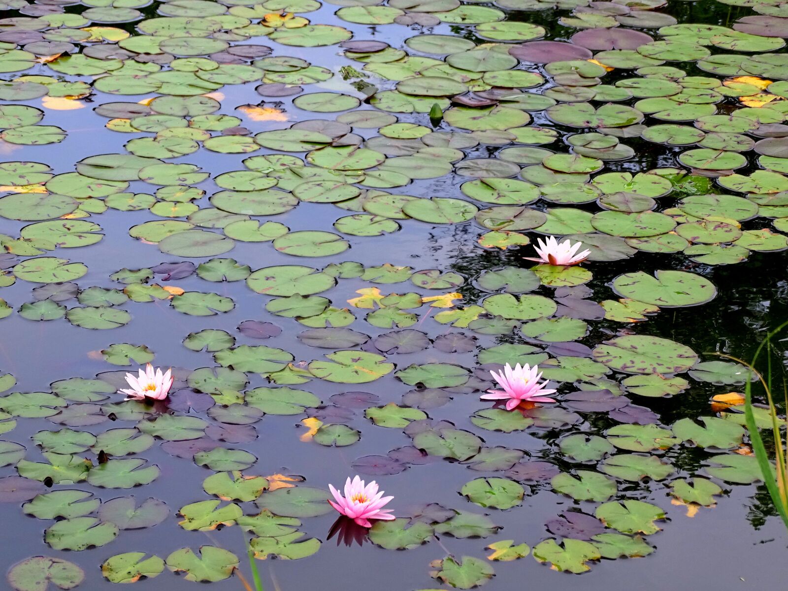 Sony Cyber-shot DSC-HX400V sample photo. Lake, water lily, nature photography