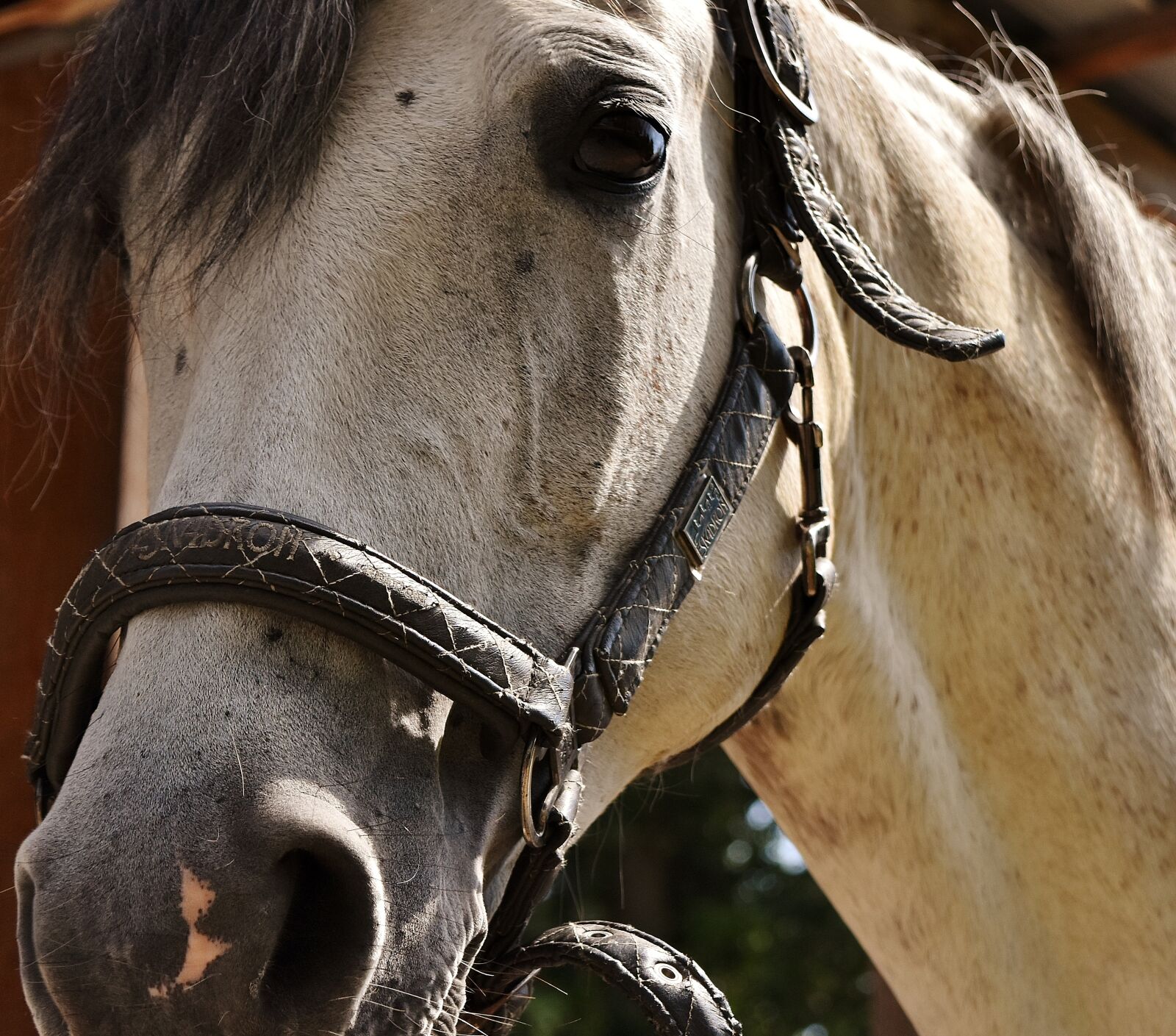 Nikon D7200 sample photo. Horse, mold, horse head photography