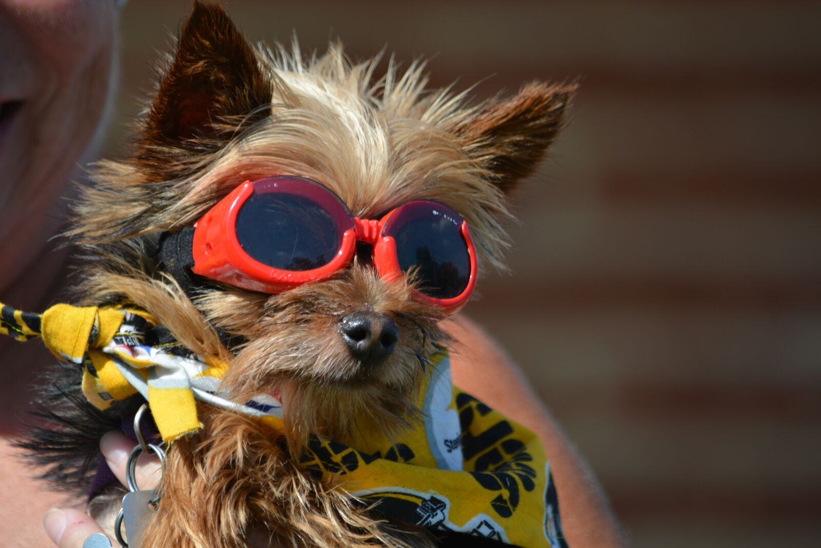 Nikon D5200 sample photo. Yorkshire terrier, pet, dog photography
