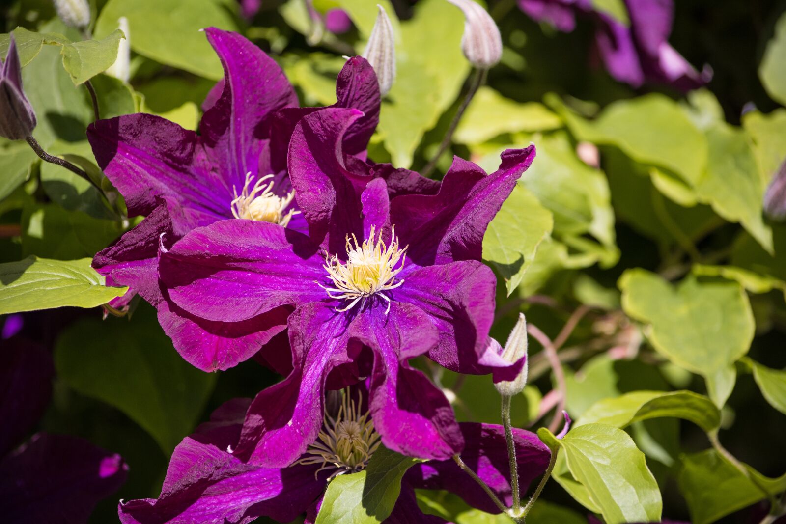Nikon D7100 sample photo. Clematis, flower, dark purple photography