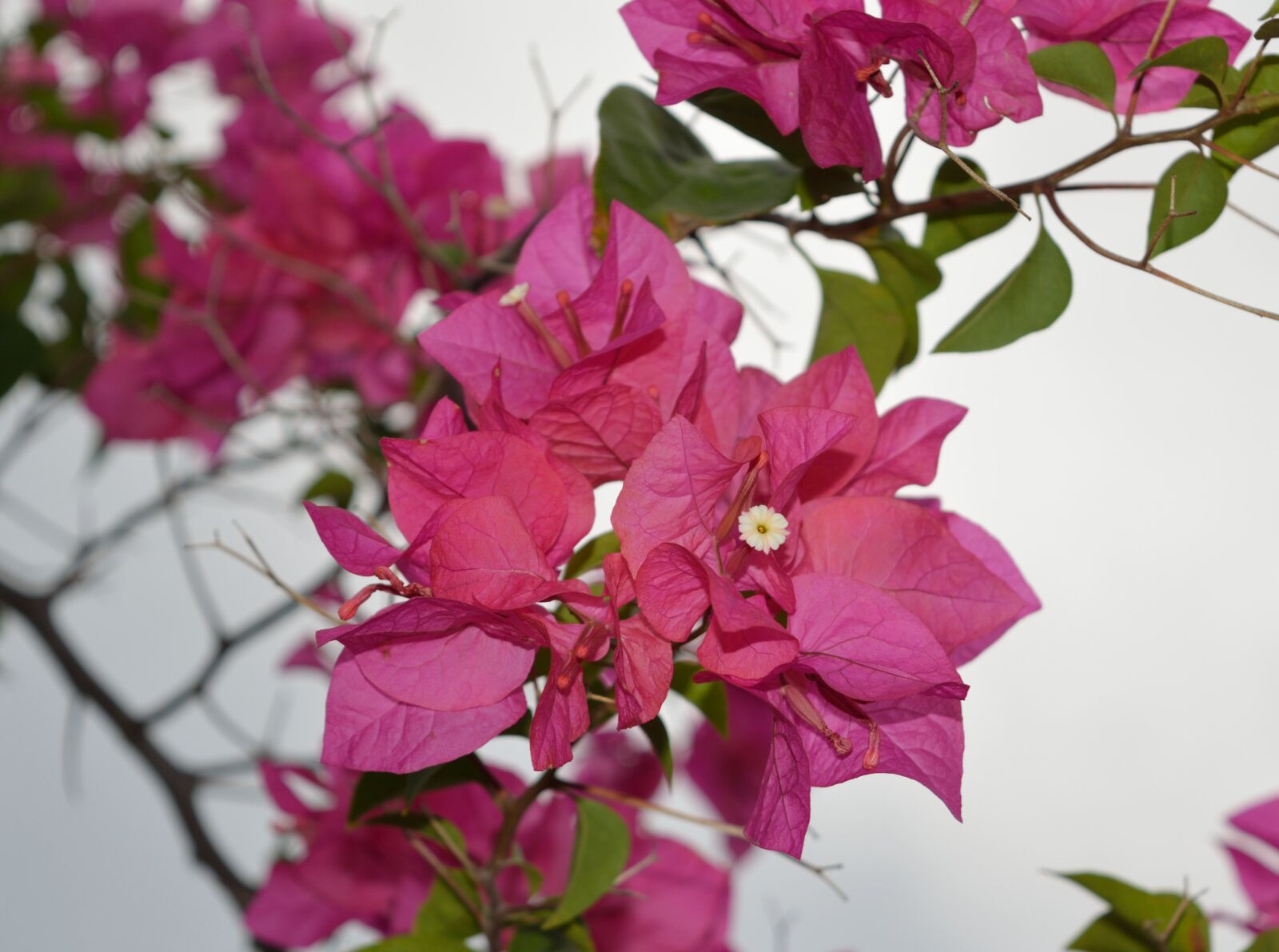 Nikon D3200 sample photo. Bougainvillea, pink, paper photography
