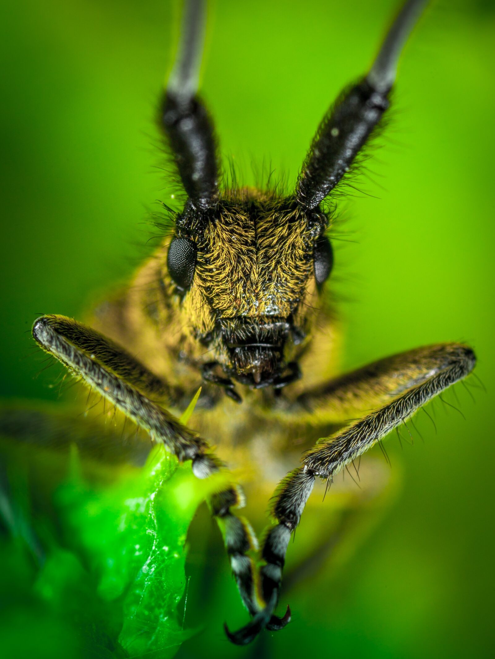 Canon EOS 5D Mark II + Canon MP-E 65mm F2.5 1-5x Macro Photo sample photo. Insect, living nature, bespozvonochnoe photography