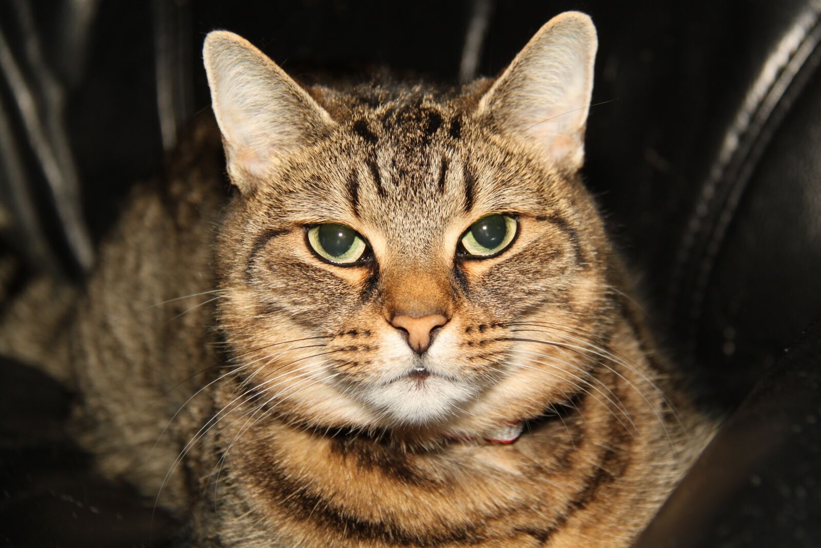 Canon EOS 500D (EOS Rebel T1i / EOS Kiss X3) sample photo. Cat, best friend, k photography
