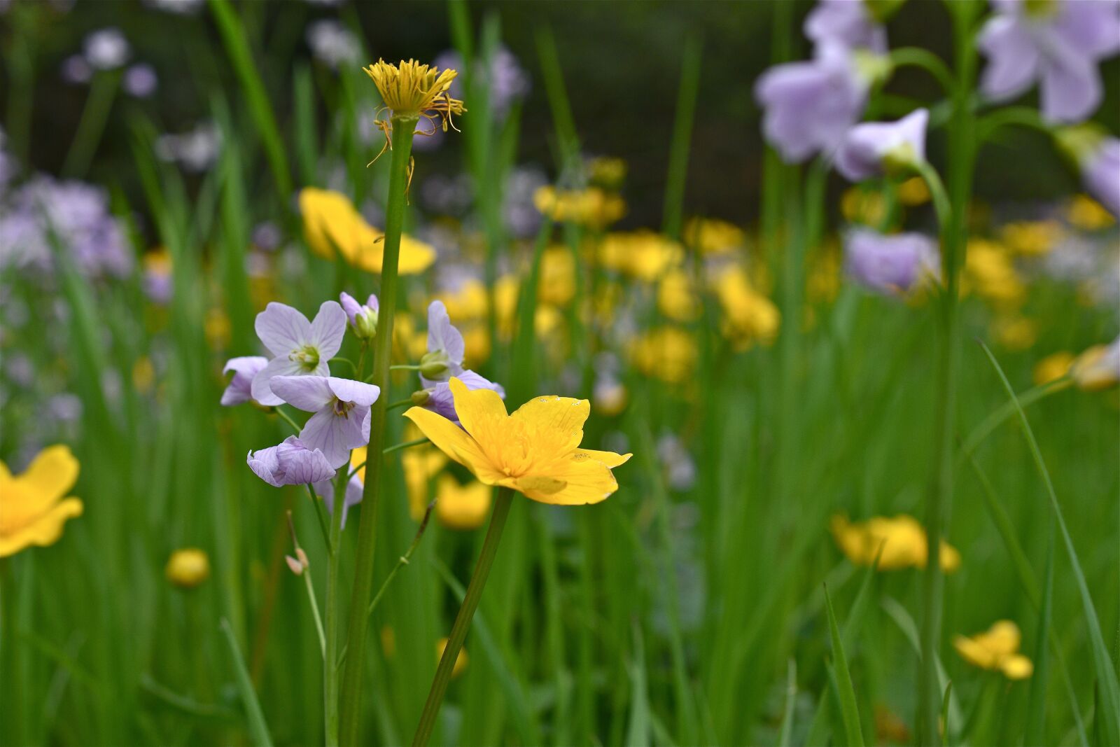 Nikon D5600 sample photo. Field, flower, yellow photography