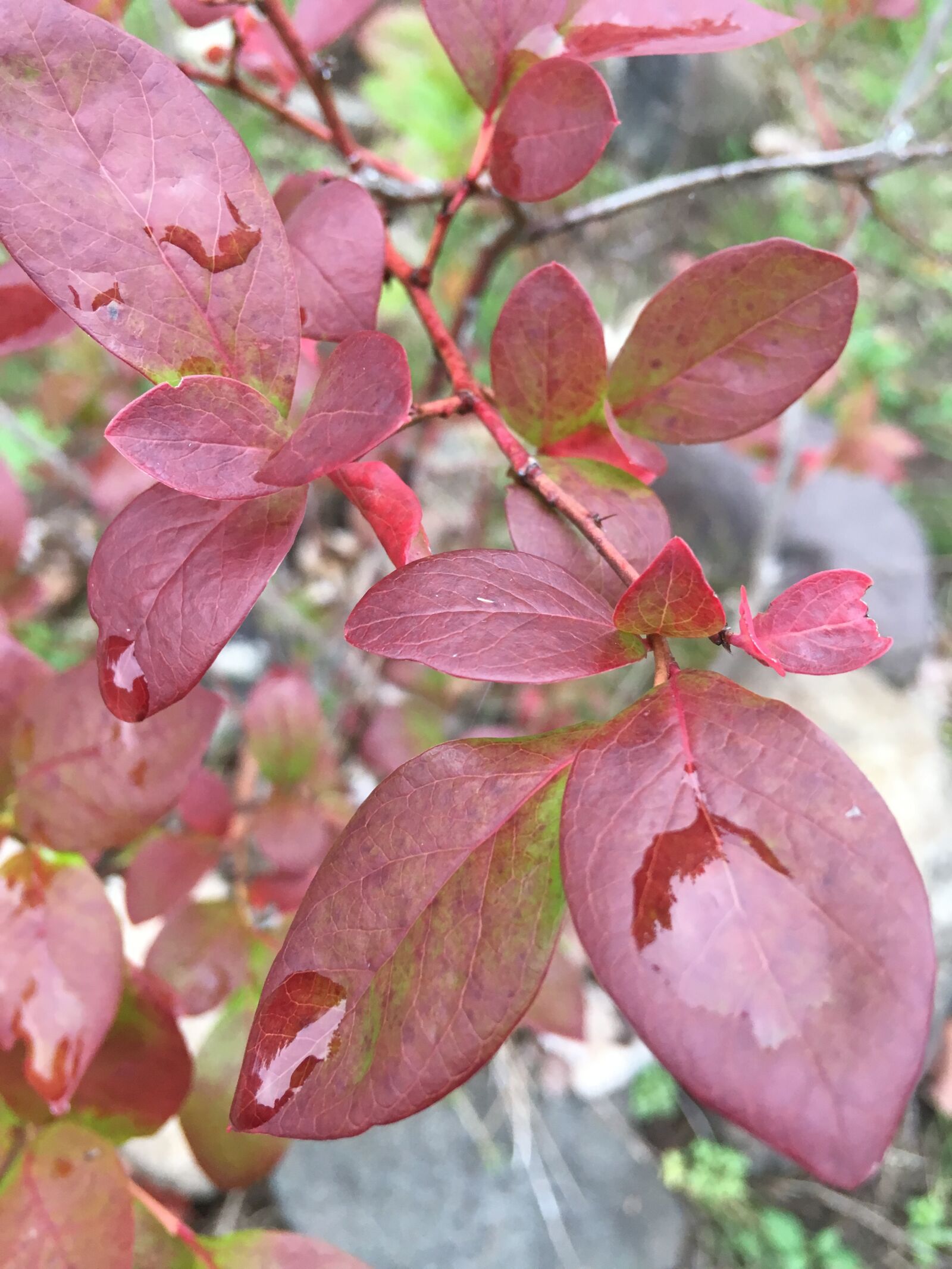 iPhone SE back camera 4.15mm f/2.2 sample photo. Autumn, leaves, blueberry plant photography