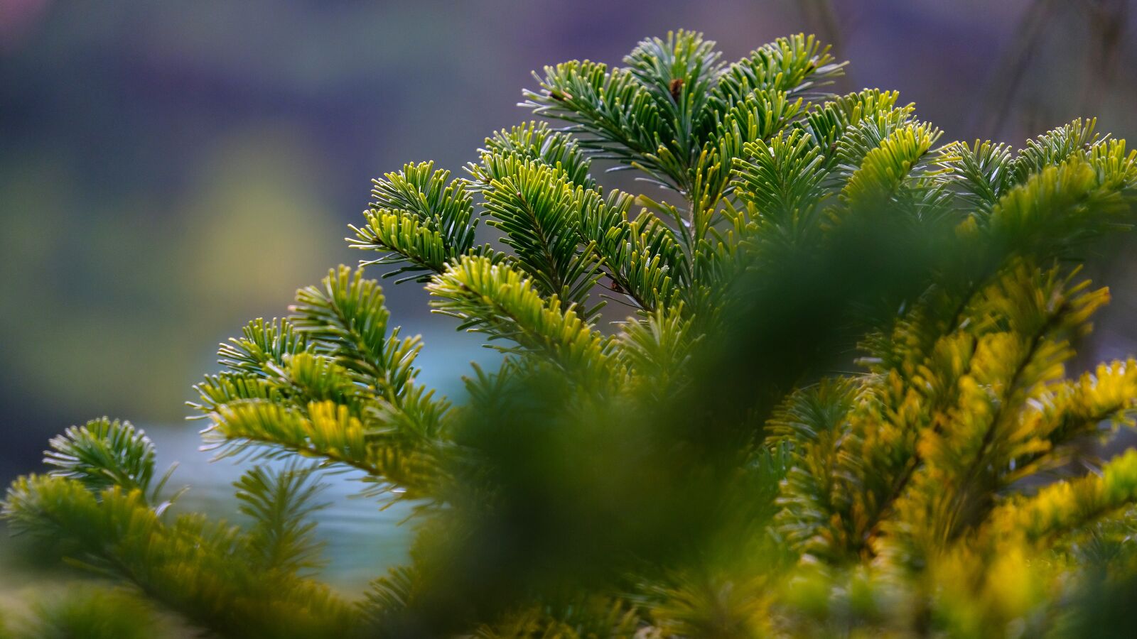 Fujifilm X-T2 + Fujifilm XF 55-200mm F3.5-4.8 R LM OIS sample photo. Forest, tree, landscape photography