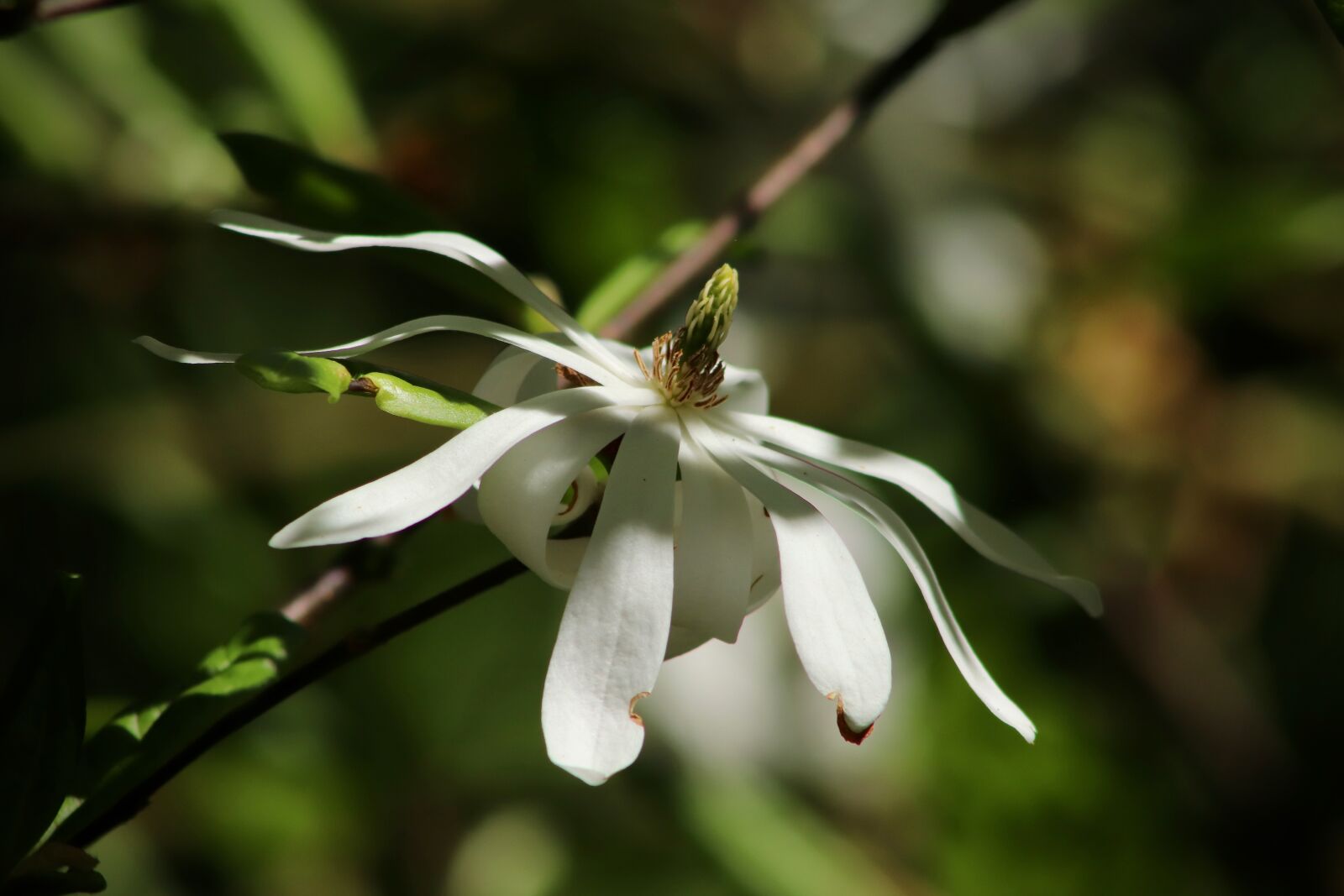 Canon EOS 800D (EOS Rebel T7i / EOS Kiss X9i) sample photo. Magnolia, blossom, bloom photography
