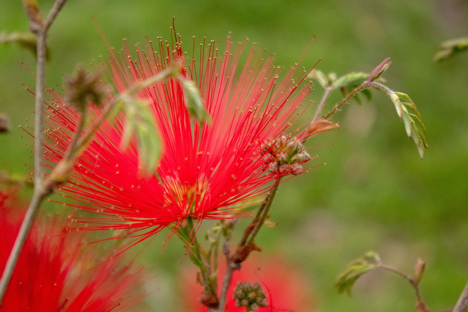 Canon EOS 200D (EOS Rebel SL2 / EOS Kiss X9) sample photo. Calliandra, flower, red flower photography