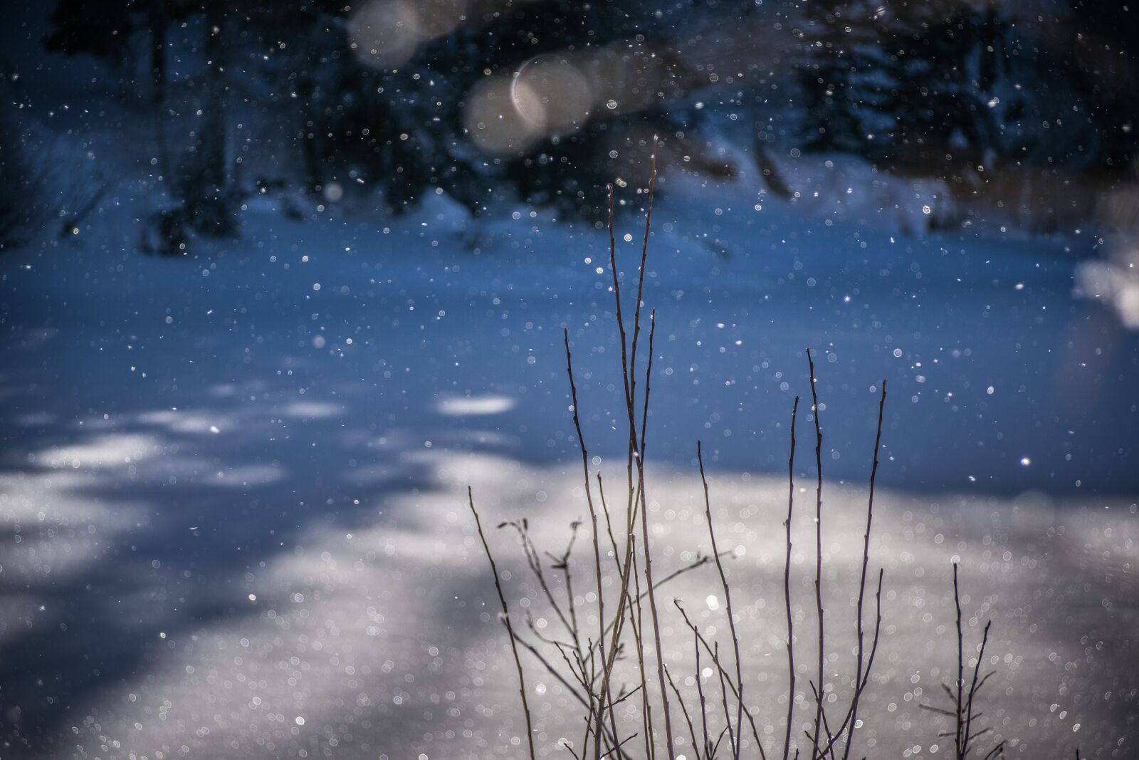 Nikon D5300 sample photo. Winter, frost, snow photography