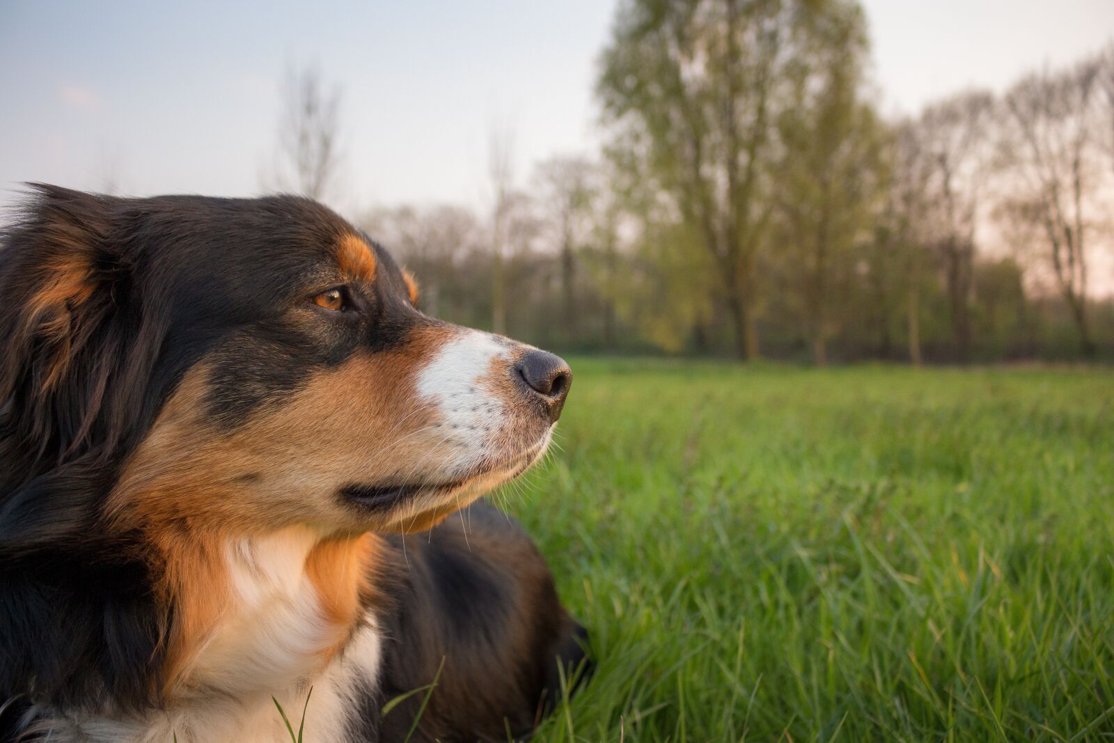 Canon EOS 700D (EOS Rebel T5i / EOS Kiss X7i) sample photo. Relaxed, dog, relaxed dog photography