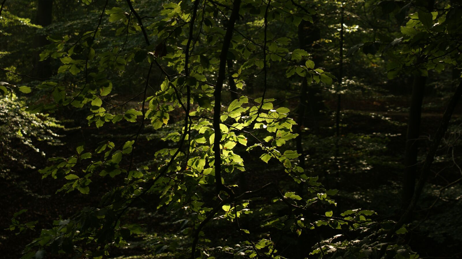 Sony Alpha DSLR-A350 sample photo. Forest, trees, leaves photography