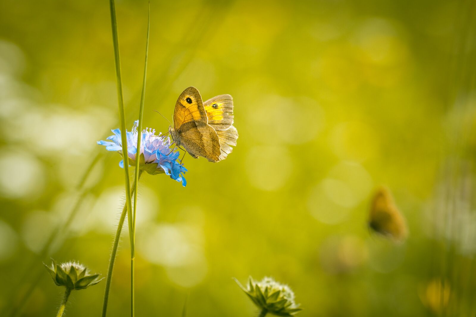 Nikon D7100 sample photo. Meadow, summer meadow, summer photography