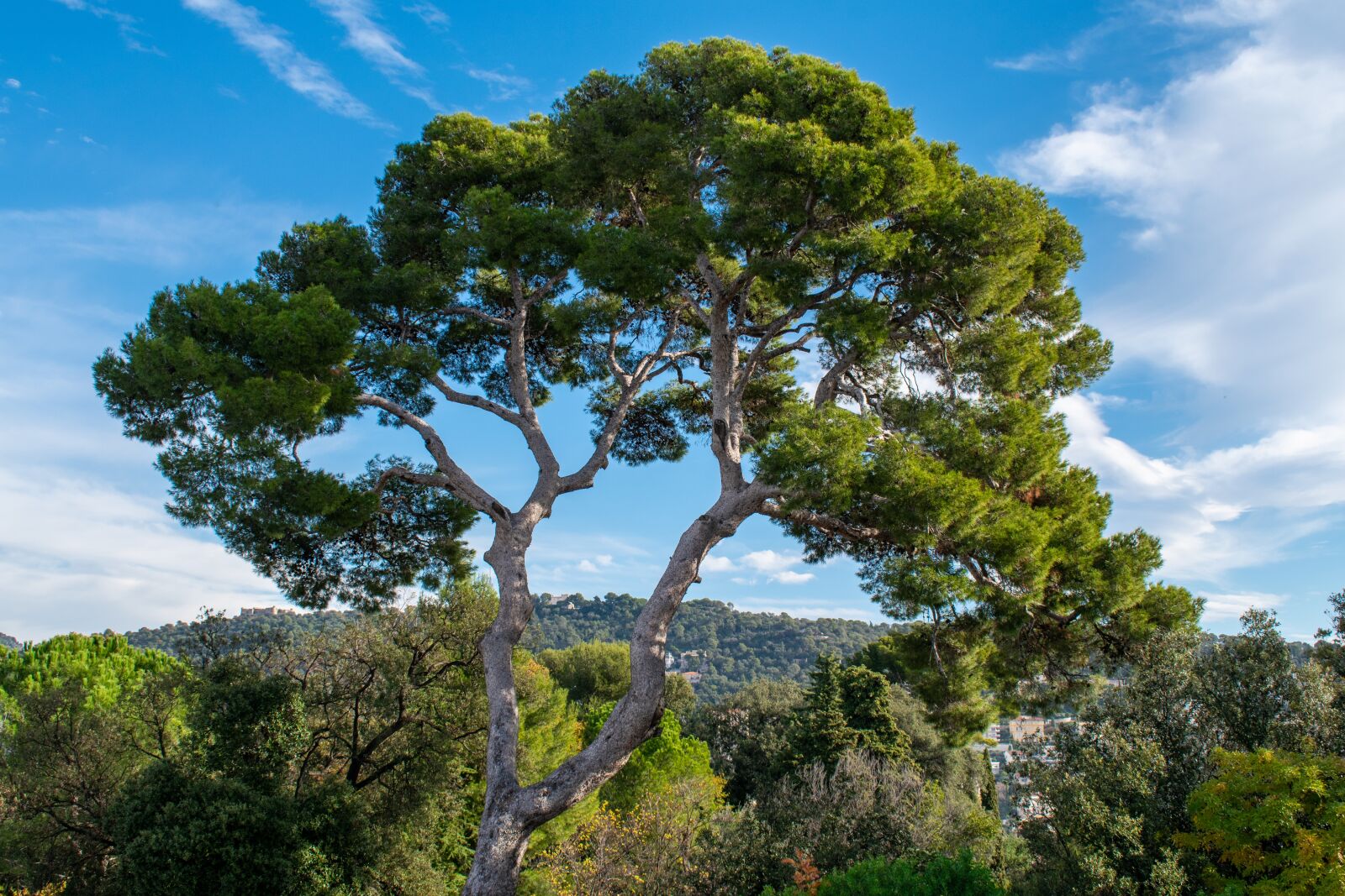 Nikon D5600 sample photo. Tree, sky, blue photography