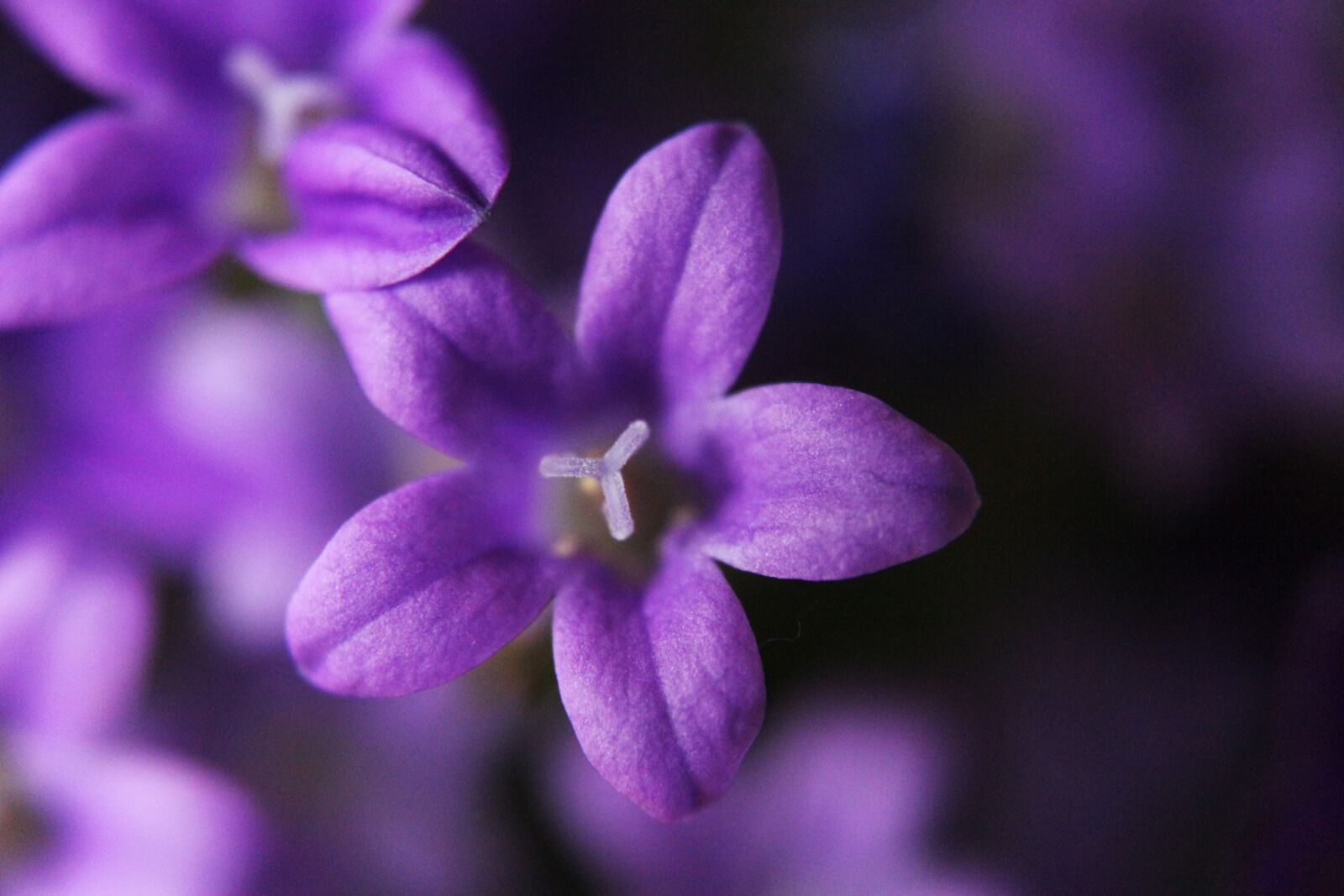 Canon EOS 1300D (EOS Rebel T6 / EOS Kiss X80) sample photo. Bellflower, plant, macro photography