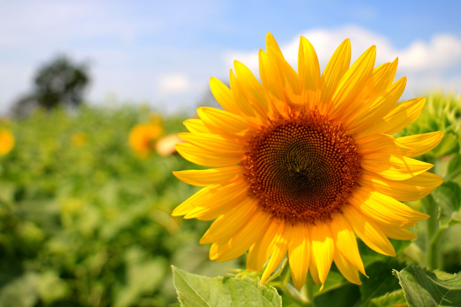 Canon EOS 750D (EOS Rebel T6i / EOS Kiss X8i) sample photo. Thailand, sunflower, yellow photography