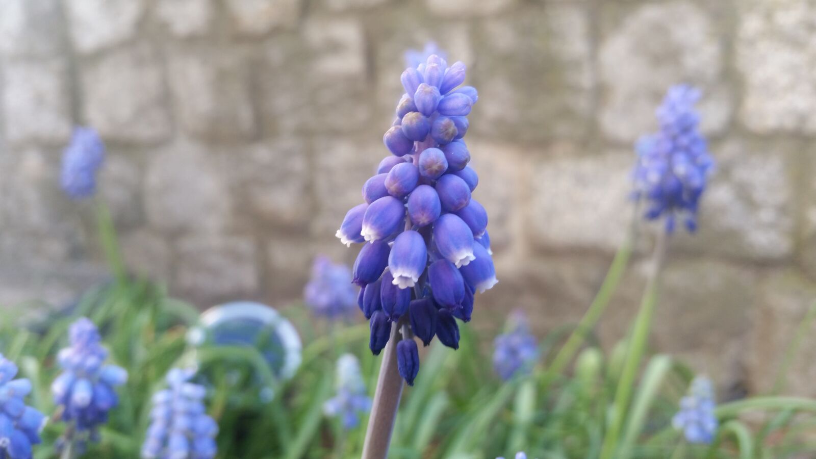 Samsung Galaxy S5 sample photo. Flower, blue, nature photography