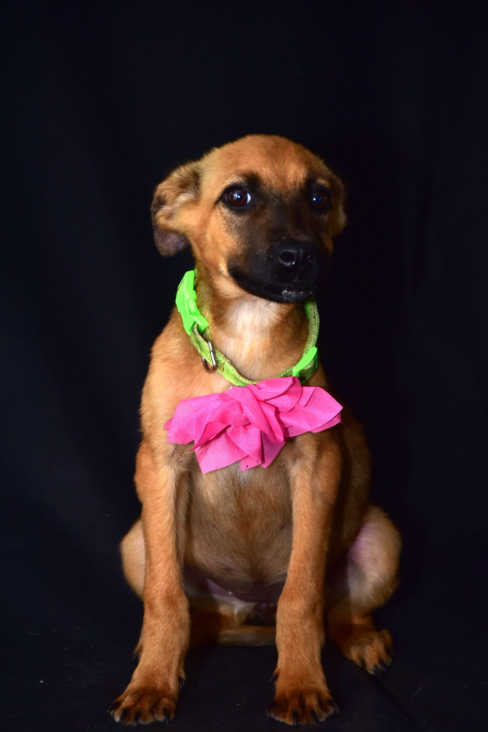 Nikon D810 sample photo. Dog, happy, portrait photography