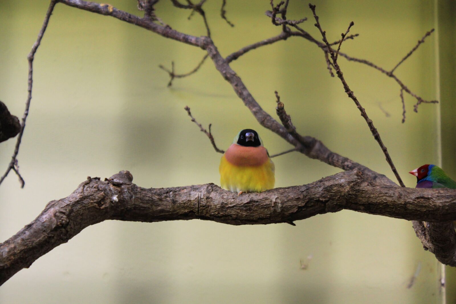 Canon EOS 550D (EOS Rebel T2i / EOS Kiss X4) sample photo. Bird, branch, zoo photography