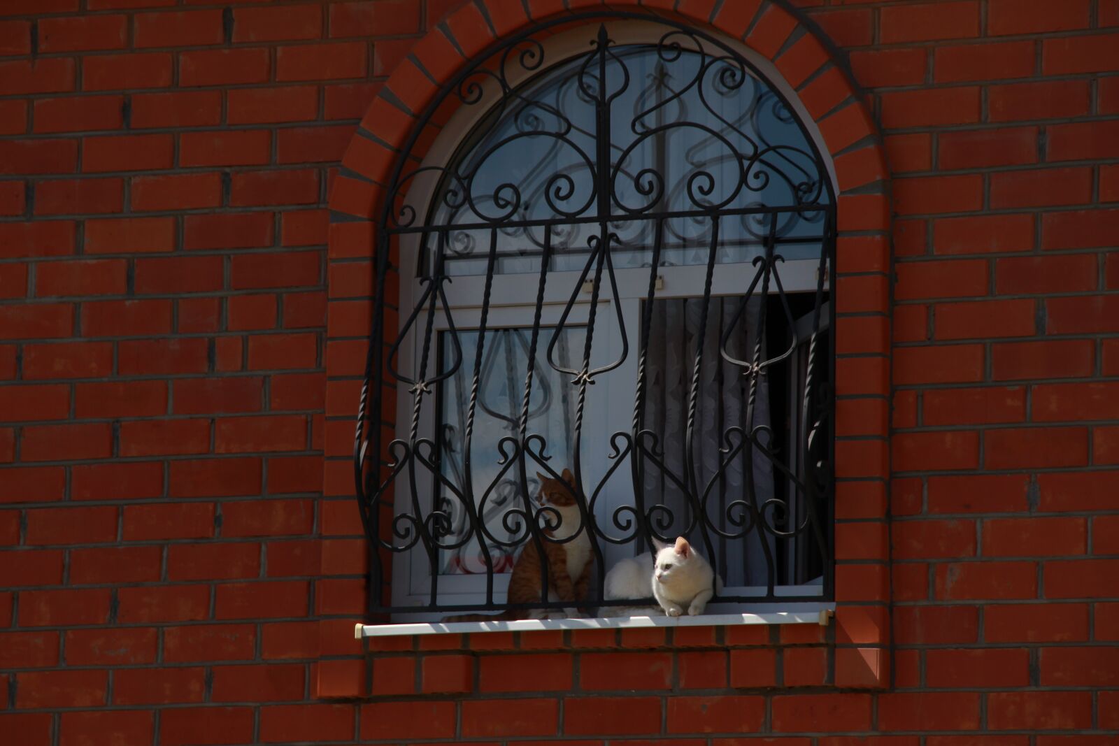 Canon EOS 600D (Rebel EOS T3i / EOS Kiss X5) sample photo. Dog, puppy, sky photography