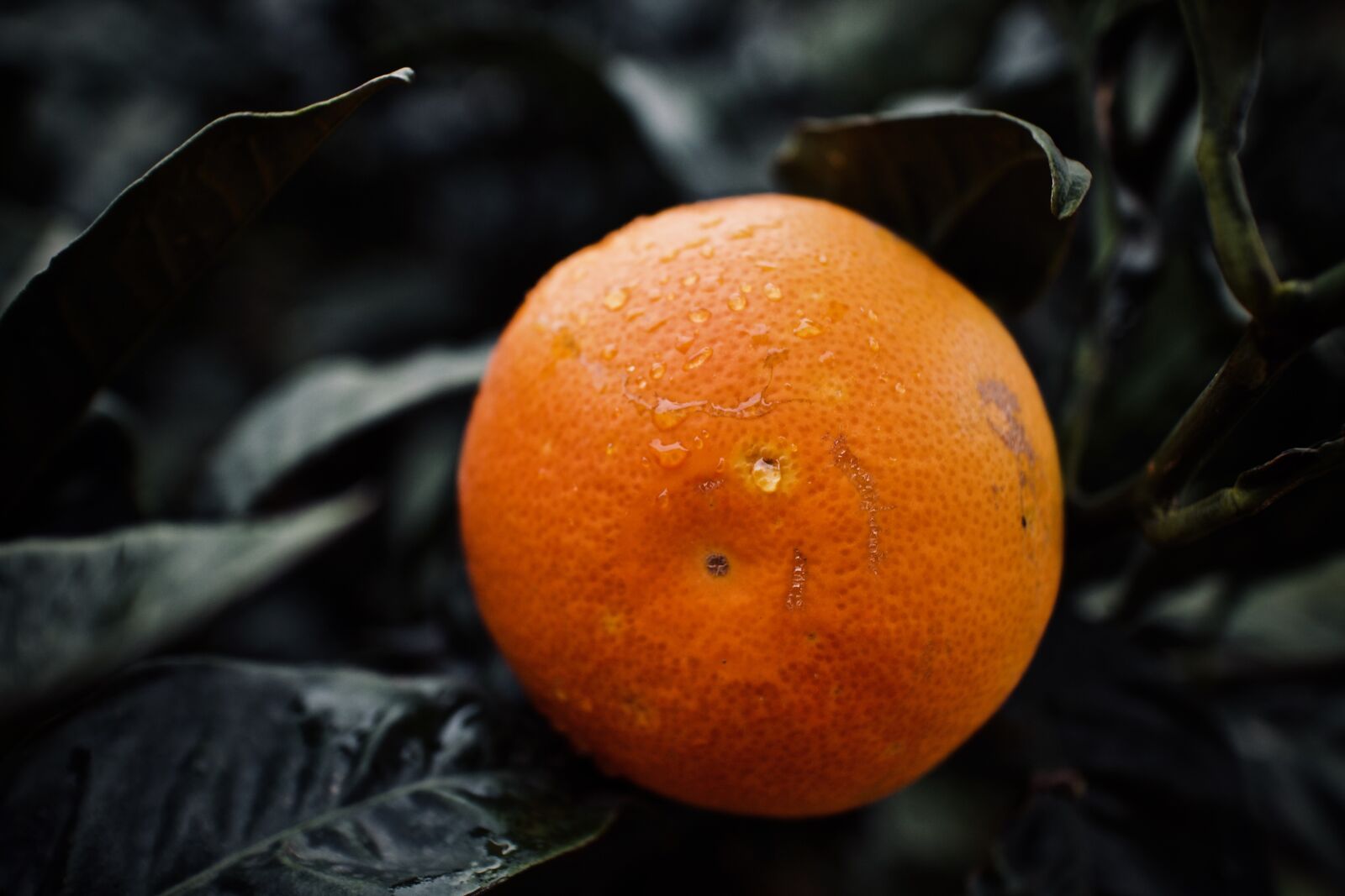 Canon EOS M sample photo. Citrus fruits, orange, leaves photography