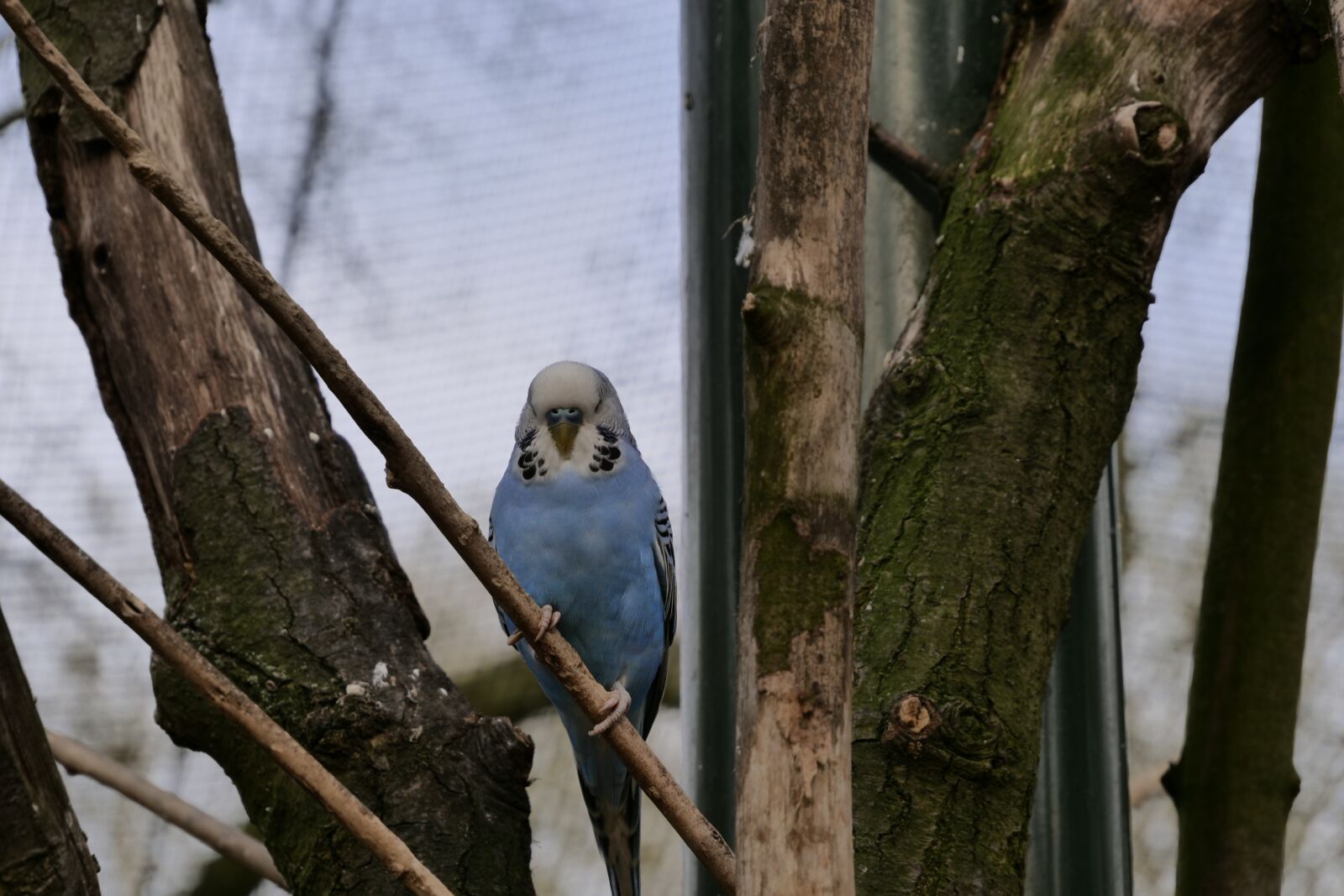 Panasonic Lumix DC-G9 sample photo. Bird, tree, nature photography