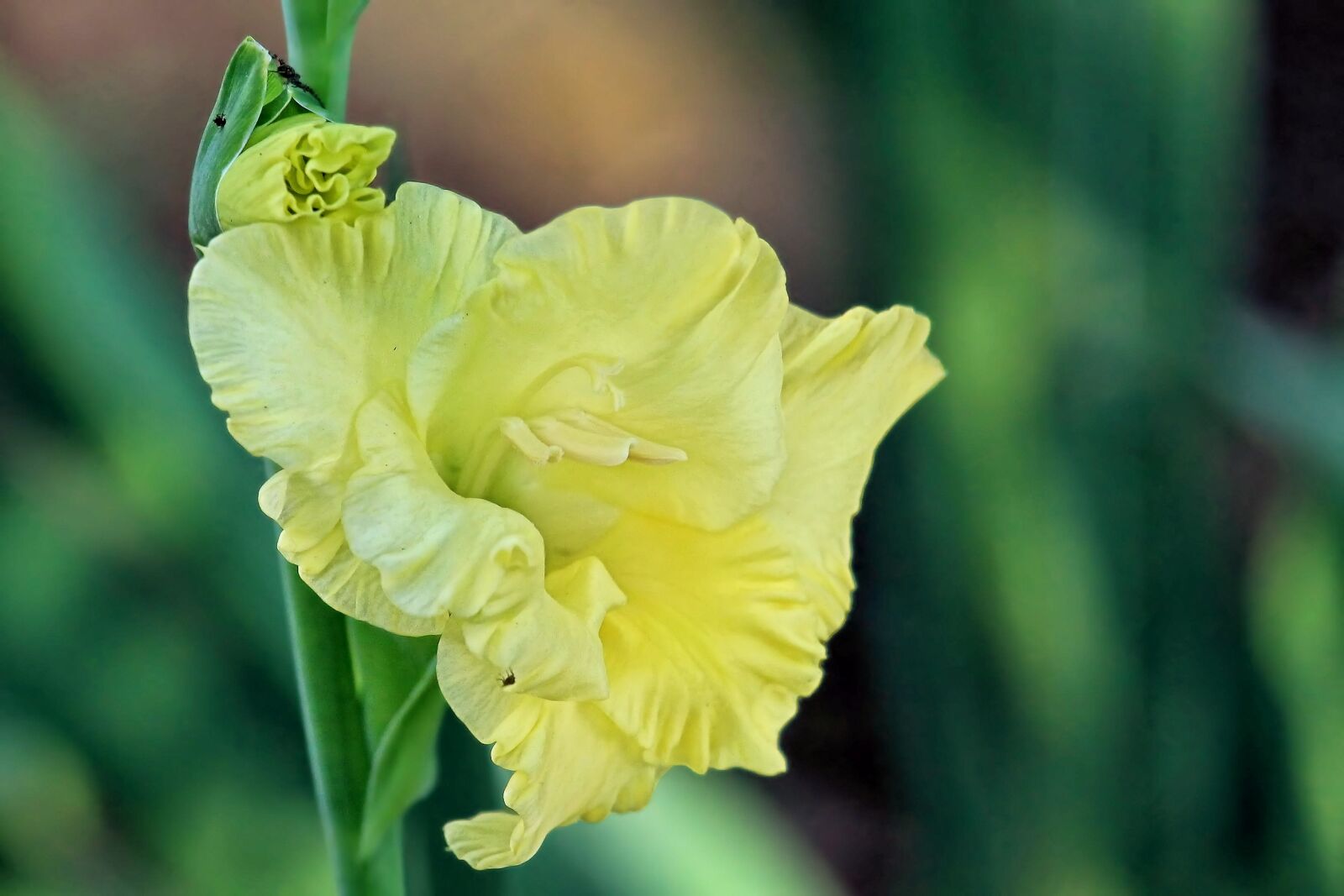 Canon EF-S 55-250mm F4-5.6 IS STM sample photo. Gladiolus, blossom, bloom photography