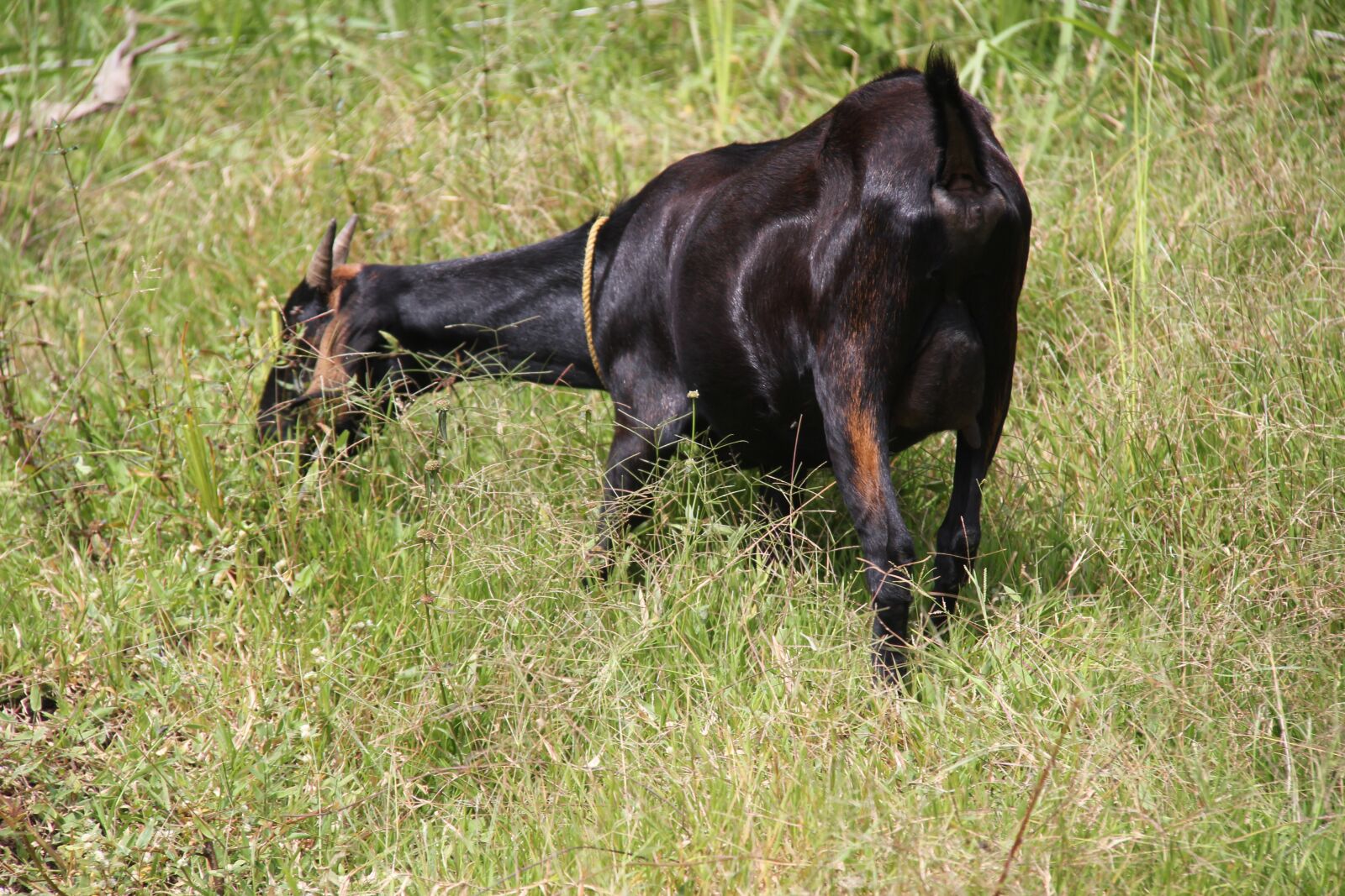 Canon EOS 550D (EOS Rebel T2i / EOS Kiss X4) sample photo. Nubian, doe, goats photography